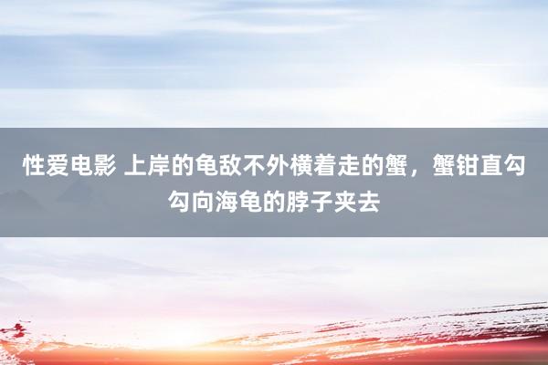 性爱电影 上岸的龟敌不外横着走的蟹，蟹钳直勾勾向海龟的脖子夹去